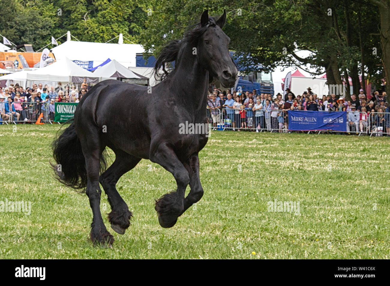 Sangue puro lusitano, stallone nero al galoppo intorno a un'arena Foto Stock