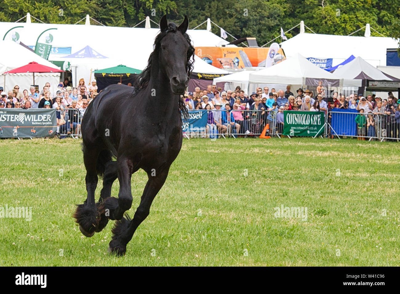 Sangue puro lusitano, stallone nero al galoppo intorno a un'arena Foto Stock