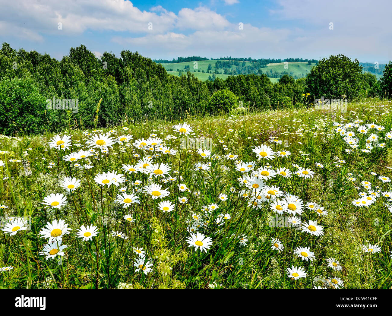 Il pittoresco paesaggio estivo con fioritura chamomiles bianco sulla parte superiore della collina su un cielo blu con nuvole di sfondo a sunny tempo caldo. Estate Foto Stock