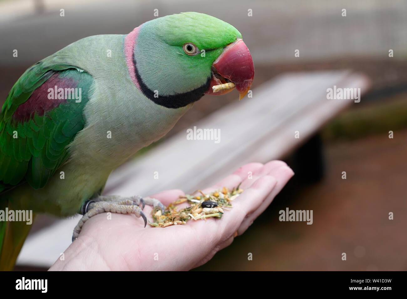 Pappagallo verde Australian Foto Stock
