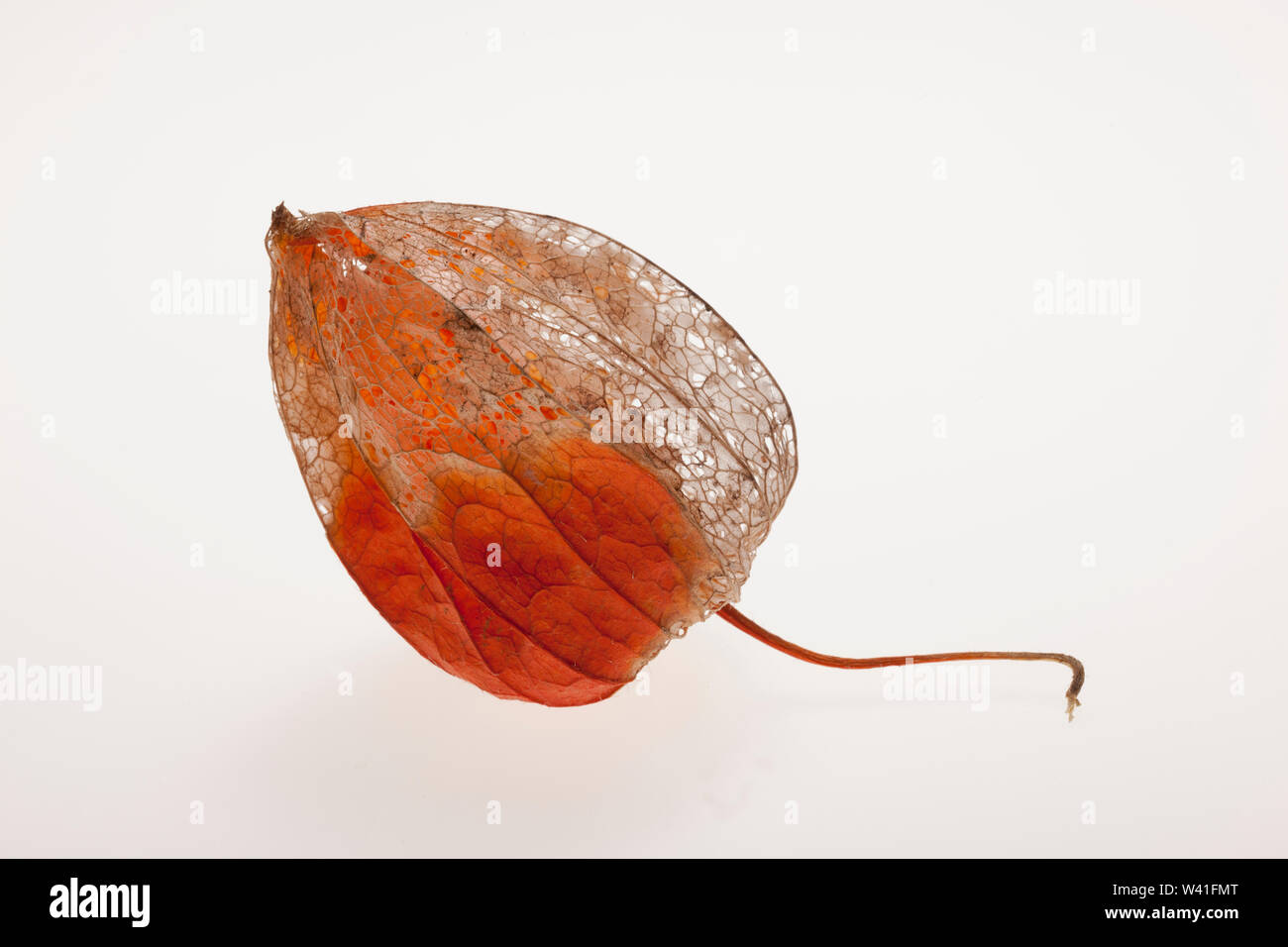 Inca berry isolato in uno sfondo bianco.Phisalis. Foto Stock