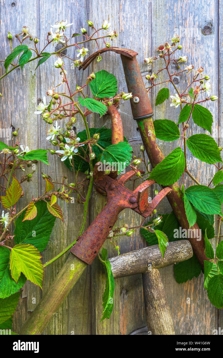 Vecchio e ruggine utensili da giardinaggio poste al di fuori di un vecchio capannone in legno e il giardino viene ricoperta da cespugli selvatici, Kilwinning, Ayrshire, in Scozia, Foto Stock