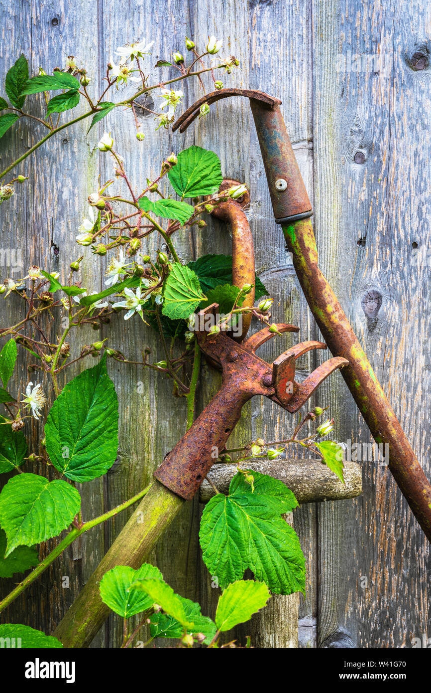 Vecchio e ruggine utensili da giardinaggio appoggiata contro una tettoia in legno che viene ricoperta da cespugli e fiori selvatici, Kilwinning, Ayrshire, in Scozia, Regno Unito Foto Stock
