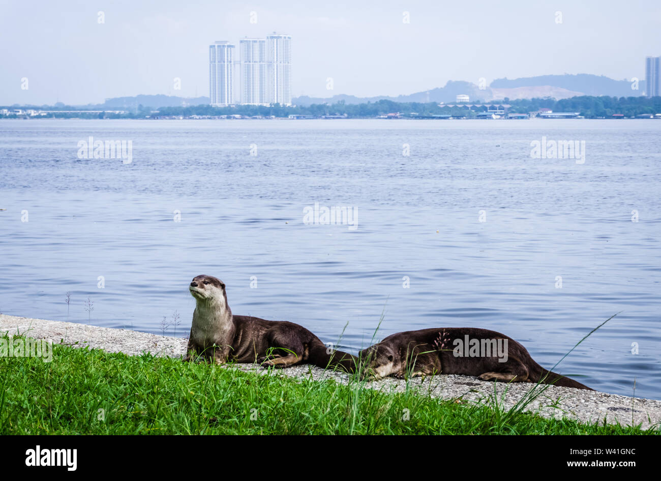 Wild Sea Otter trovati in spiaggia Sembawang in Singapore. Foto Stock