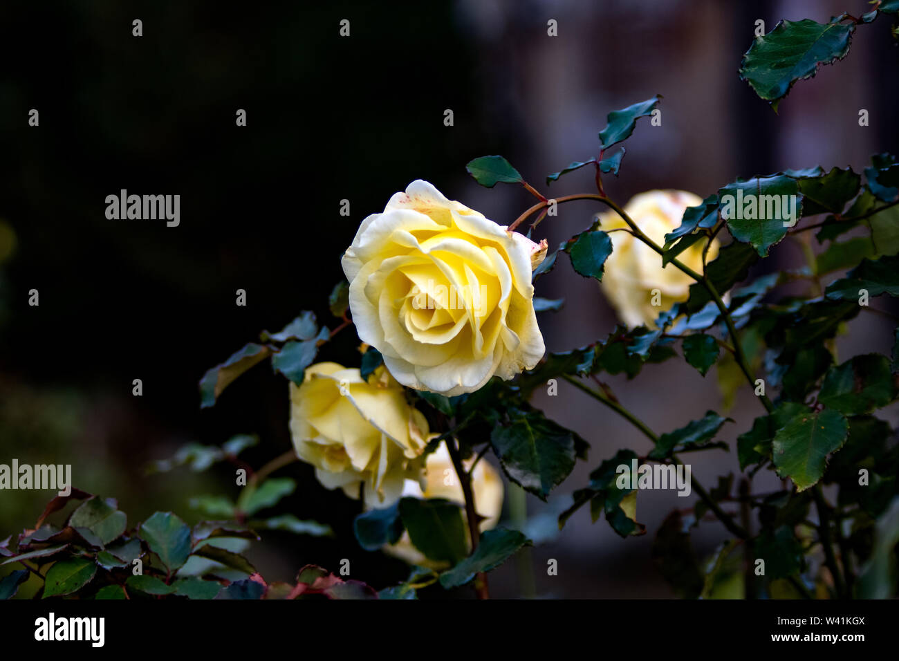 Immagine macro di rose gialle (Rosa foetida) nel giardino della chiesa di Aynho. Foto Stock