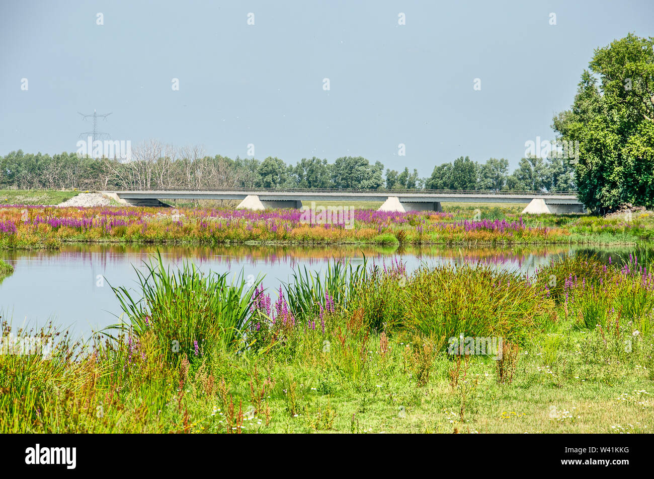 Paesaggio nella sezione Noordwaard di Biesbosch parco nazionale nei Paesi Bassi con colorati fiori selvatici, un torrente e un nuovo ponte di cemento al di sotto di un Foto Stock