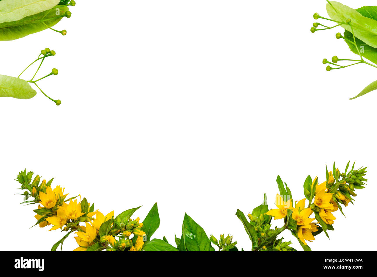 Cornice su uno sfondo bianco di foglie e fiori di tiglio, così come fiori selvatici Foto Stock
