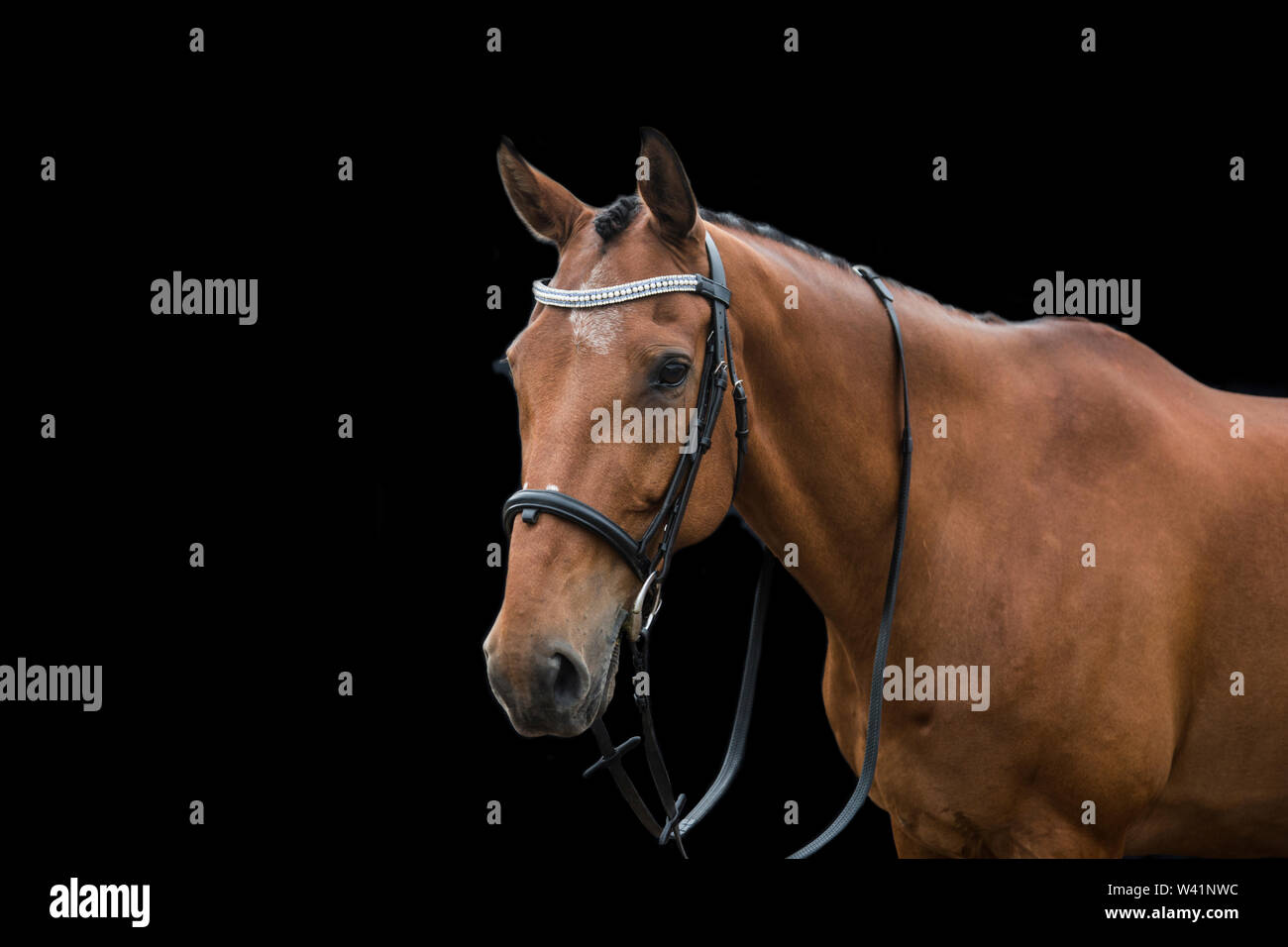 Cavallo marrone vicino ups, cavallo, marrone a cavallo Foto Stock
