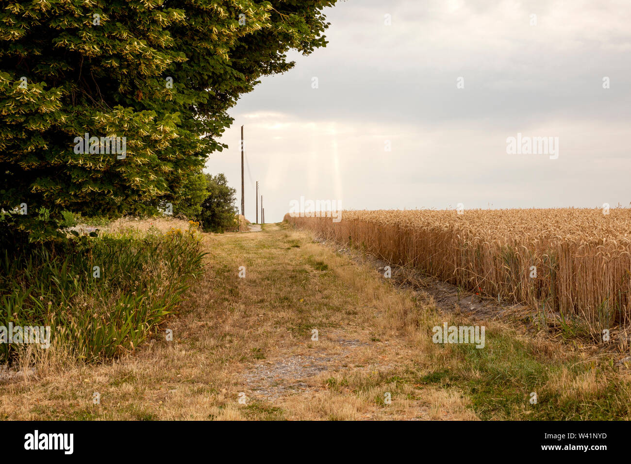 Alba sul campo di grano, Valle della Loira, Francia Foto Stock