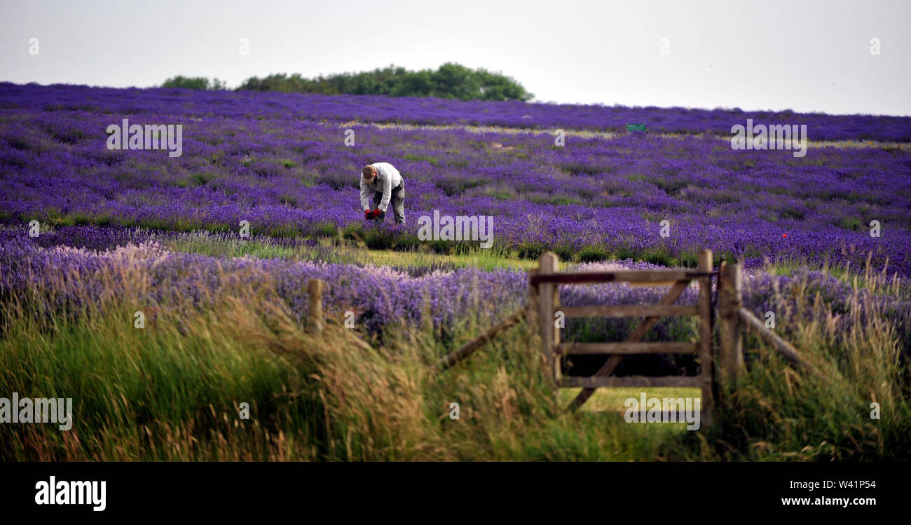 Cotswold Lavender Farm vicino Snowshill in Gloucestershire e Worcestershire confine Foto Stock