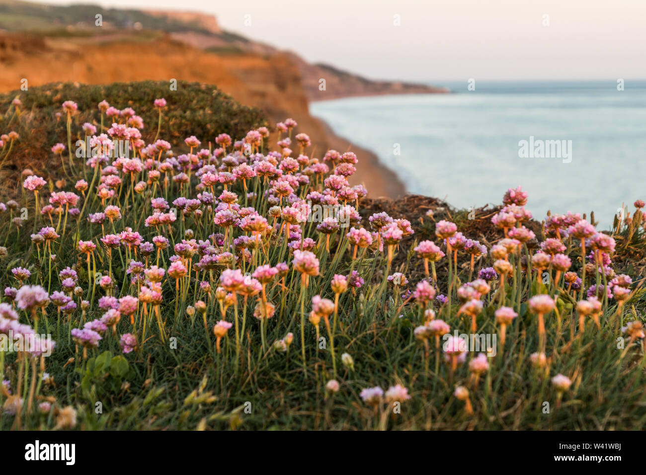 Mare rosa e la parsimonia al tramonto Foto Stock