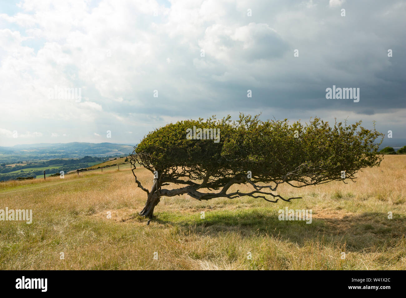 Un albero di biancospino, Crataegus monogyna, che è stata modellata da venti prevalenti su una collina a sud di Dorset England Regno Unito GB. Foto Stock