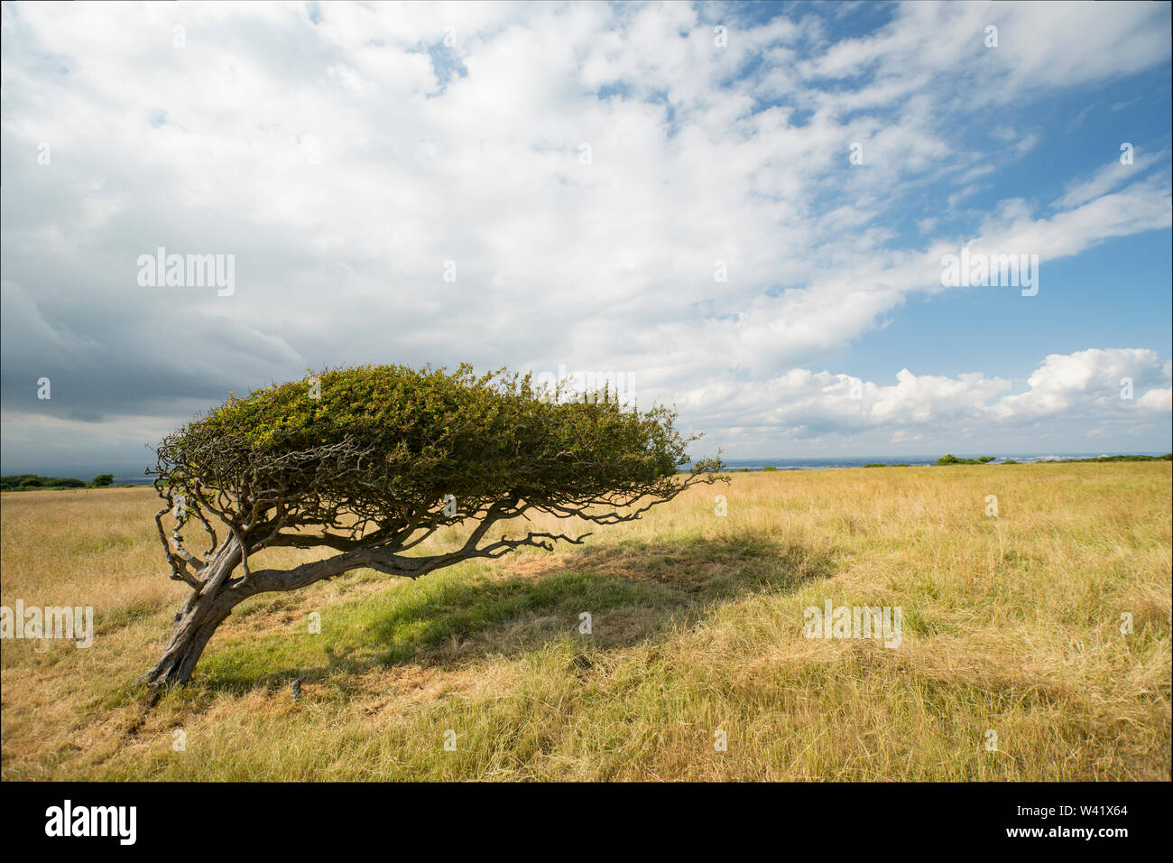 Un albero di biancospino, Crataegus monogyna, che è stata modellata da venti prevalenti su una collina a sud di Dorset England Regno Unito GB. Foto Stock