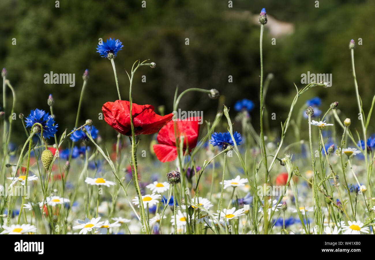 Prato di fiori selvaggi Foto Stock