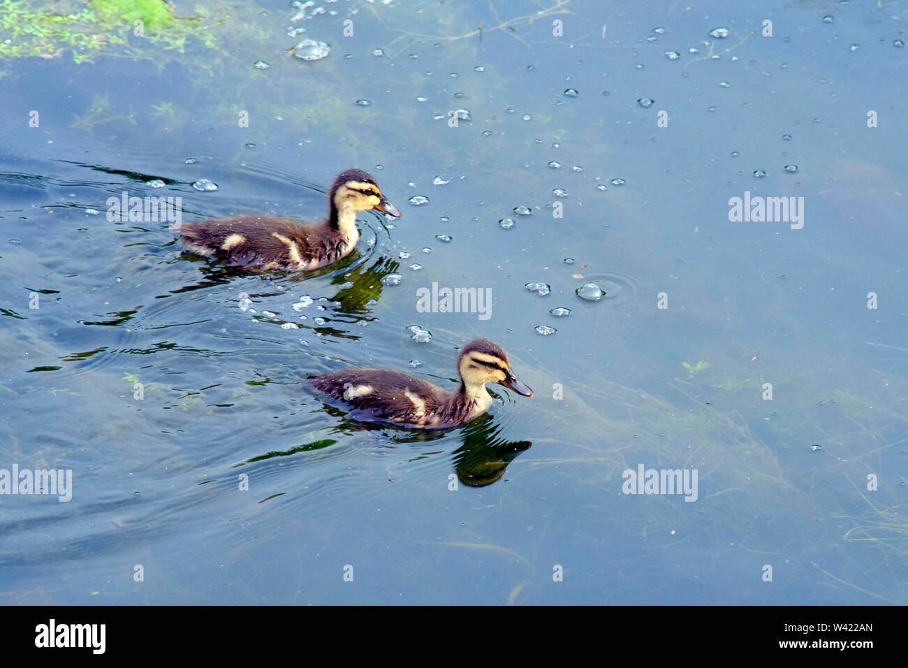 Immagine di due anatroccoli di Mallard che nuotano insieme su una parte disusata del Canal Grande Union, nell'Inghilterra meridionale, a luglio. Foto Stock