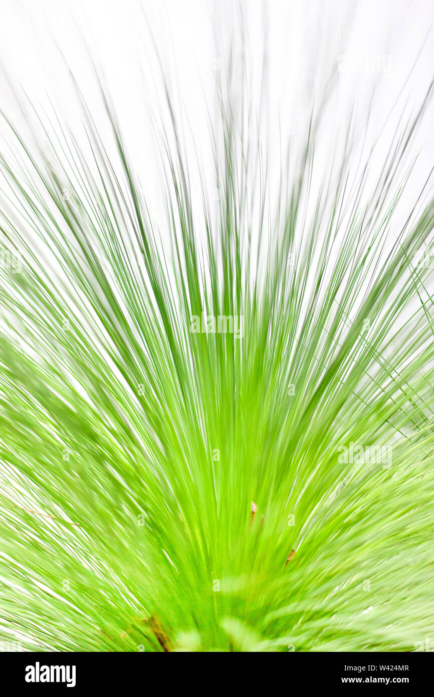Verde erba o pianta con lunghe e sottili foglie con lo sfondo bianco  intorno può essere visto da molto vicino Foto stock - Alamy