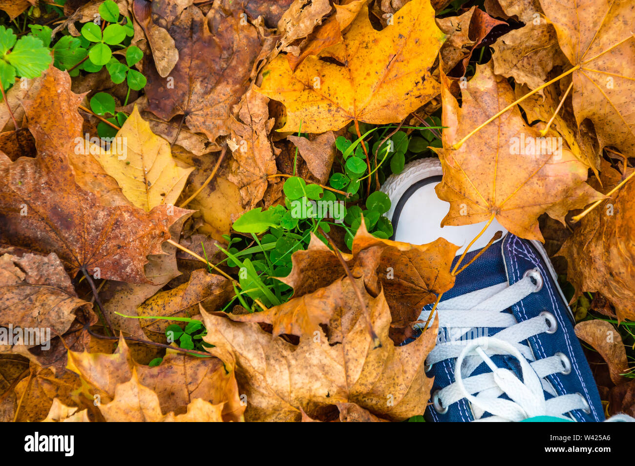 Scarpe blu su foglie di autunno, vista dall'alto. Jeans sneaker bianco con lacci delle scarpe in piedi sul secco di foglie giallo giacente su erba verde e trifoglio. Passeggiate in na Foto Stock