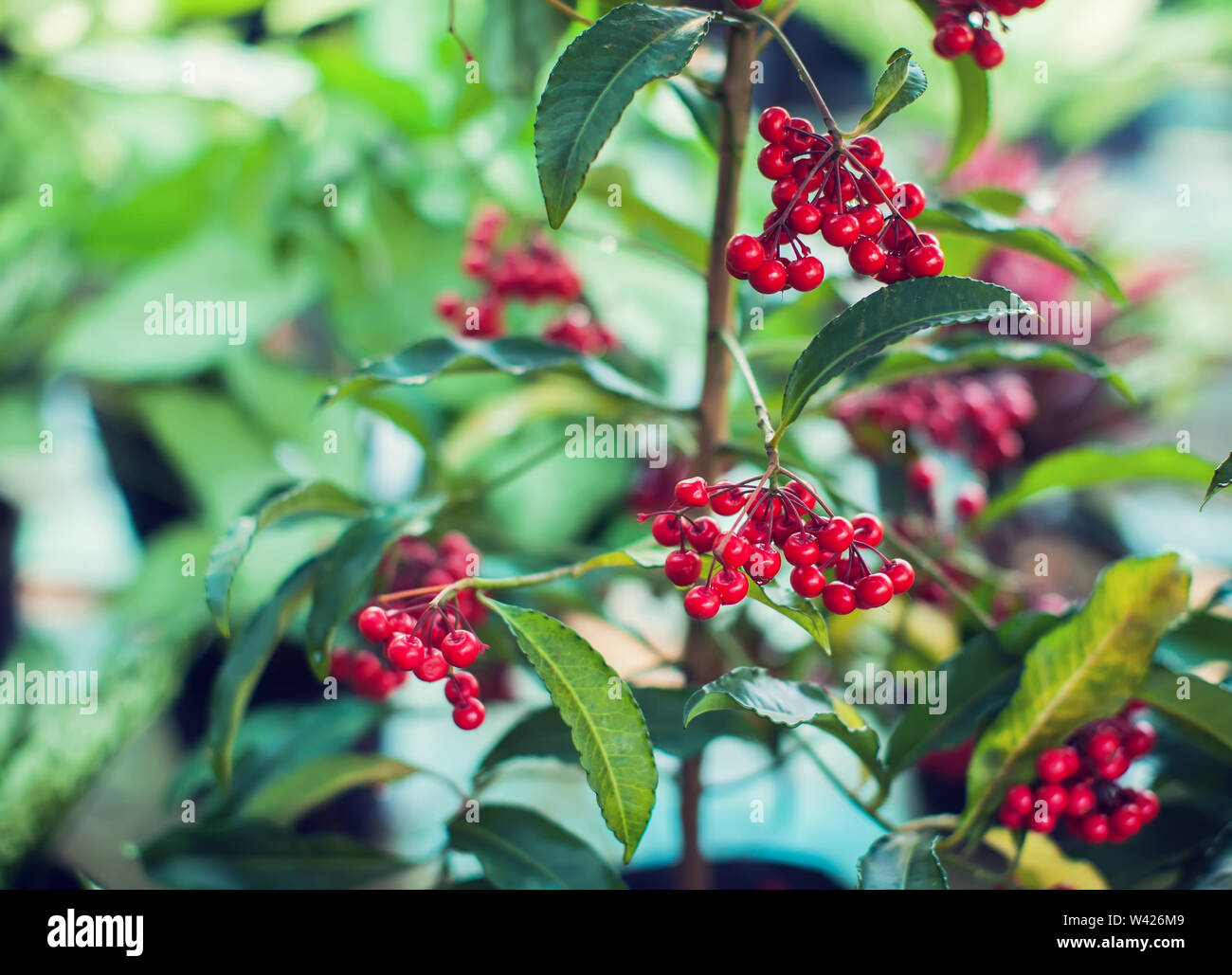 Ardisia Crenata ( Myrsinaceae ) piante piccola e luminosa frutta rossa Foto Stock