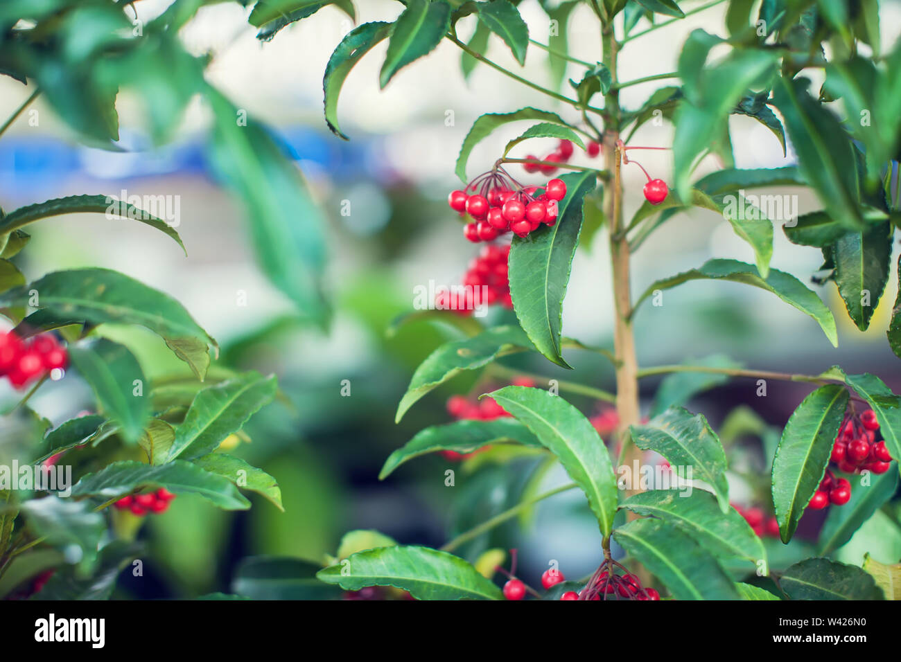 Ardisia Crenata ( Myrsinaceae ) piante piccola e luminosa frutta rossa Foto Stock
