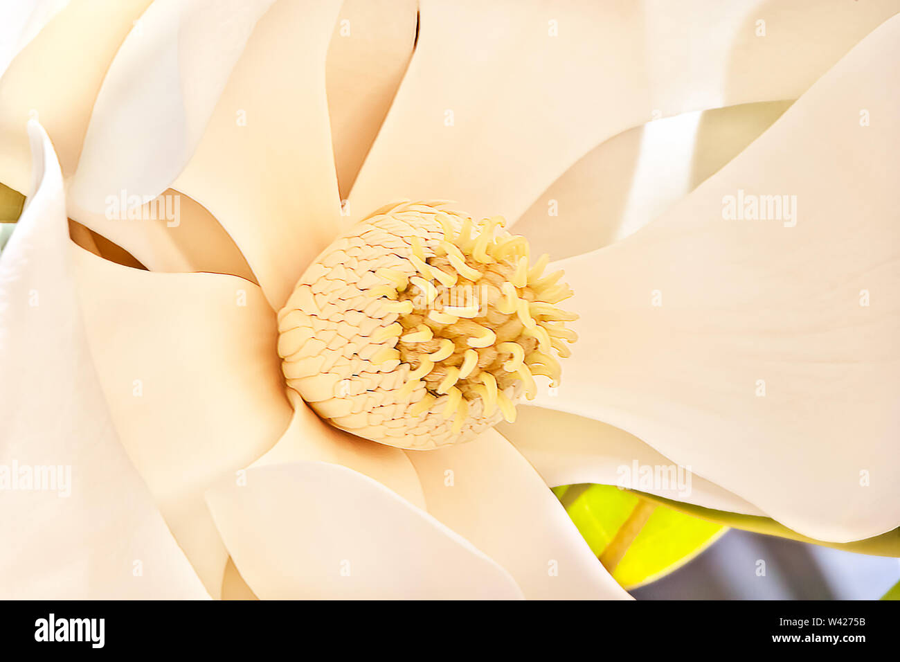 Sottile e grandi petali di colore bianco del fiore di magnolia fiorì fino e al di fuori di lasciare lo stigma mostra e diffondere carpels e stami. Sepali del fiore Foto Stock