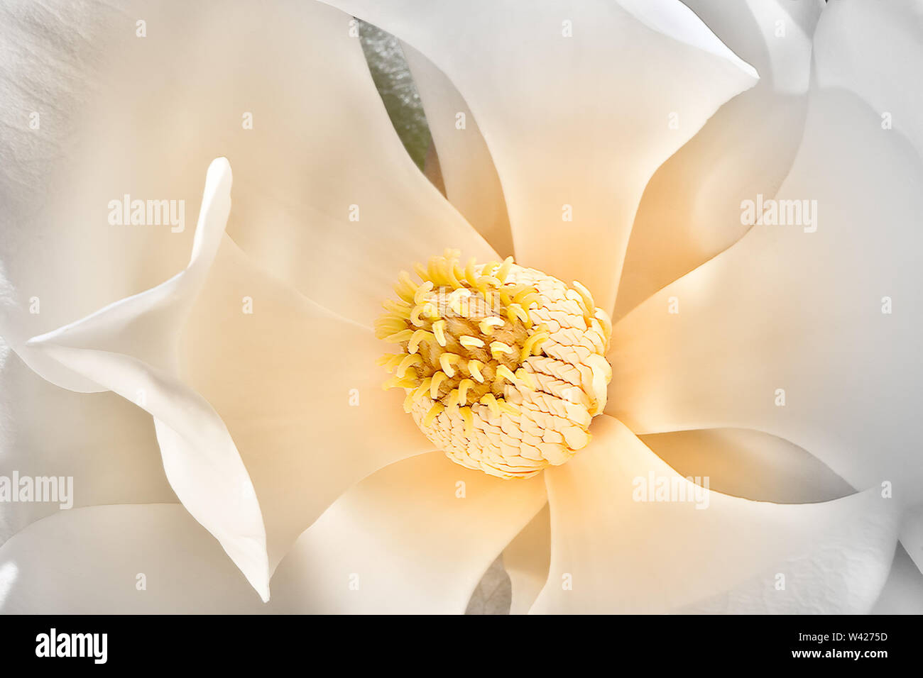 Sottile e grandi petali di colore bianco del fiore di magnolia fiorì fino e al di fuori di lasciare lo stigma mostra e diffondere carpels e stami. Sepali del fiore Foto Stock