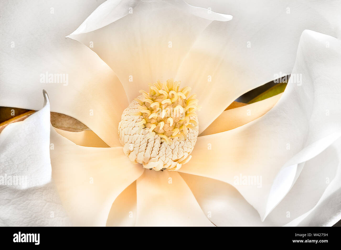 Macro di un colore giallo lo stigma con carpels e stame vede chiaramente nel mezzo del bianco petali sottili come badili. La magnolia fiore ha grandi sli Foto Stock