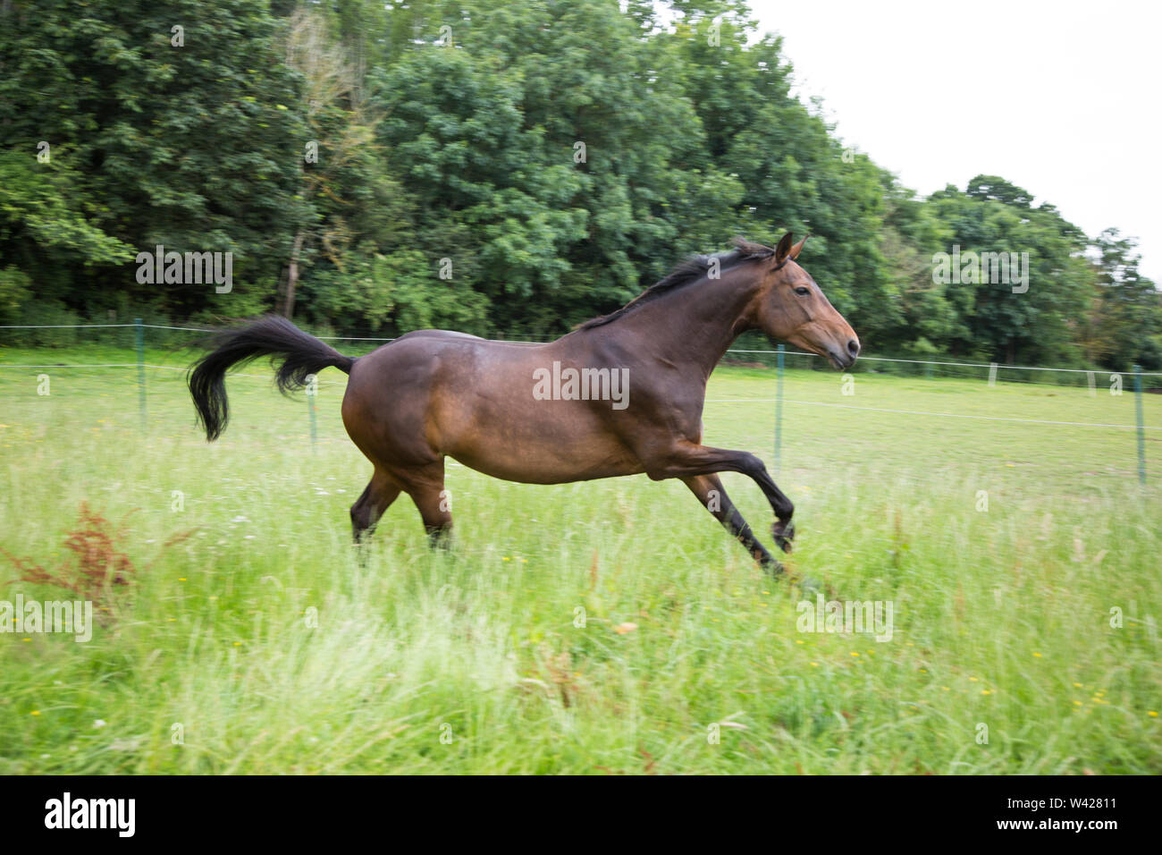 Brown horse running attraverso un campo verde nel Regno Unito estate, Horse Running free attraverso i campi nella campagna inglese Foto Stock