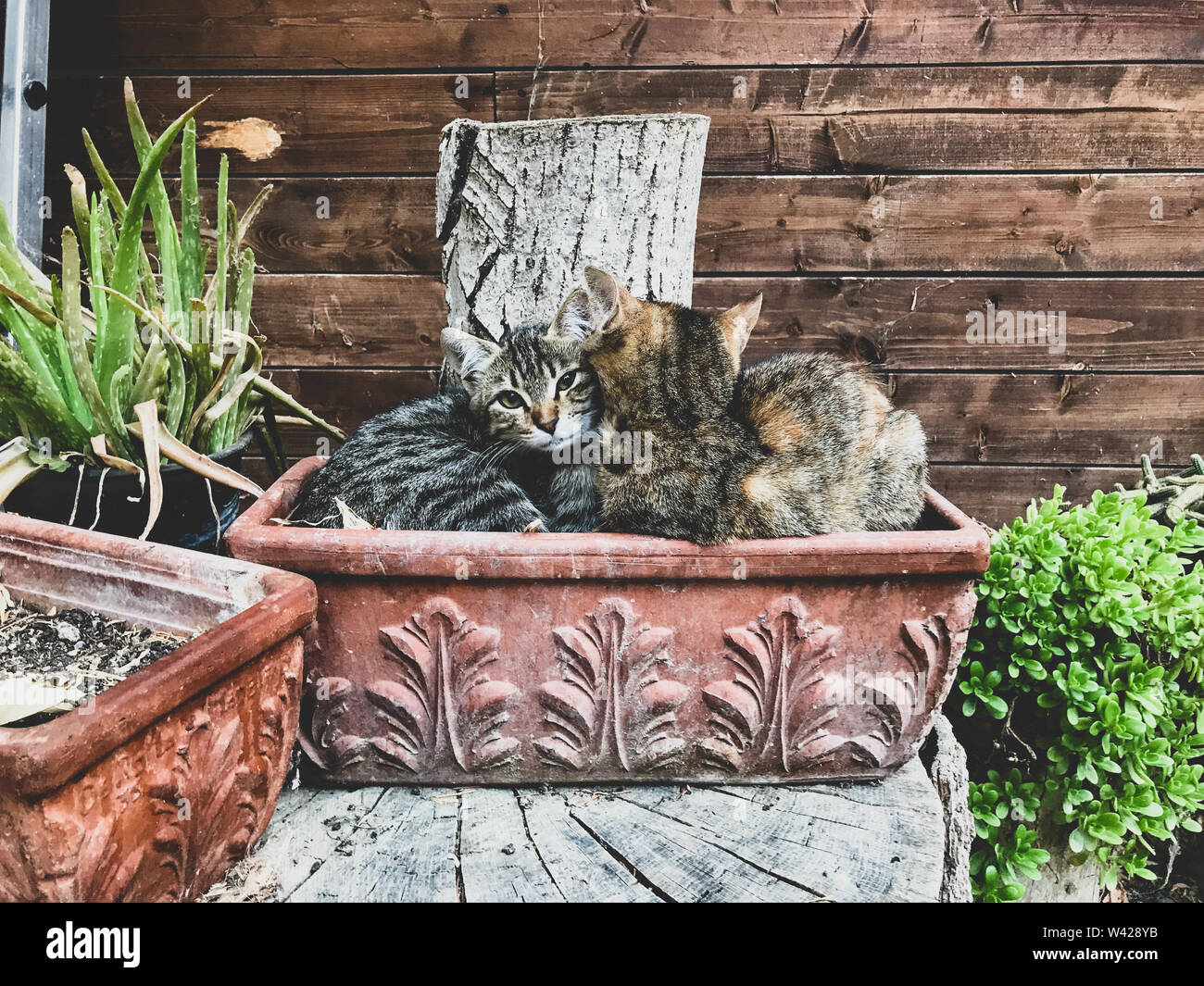 Due gatti a riposo in un recipiente di terracotta Foto Stock