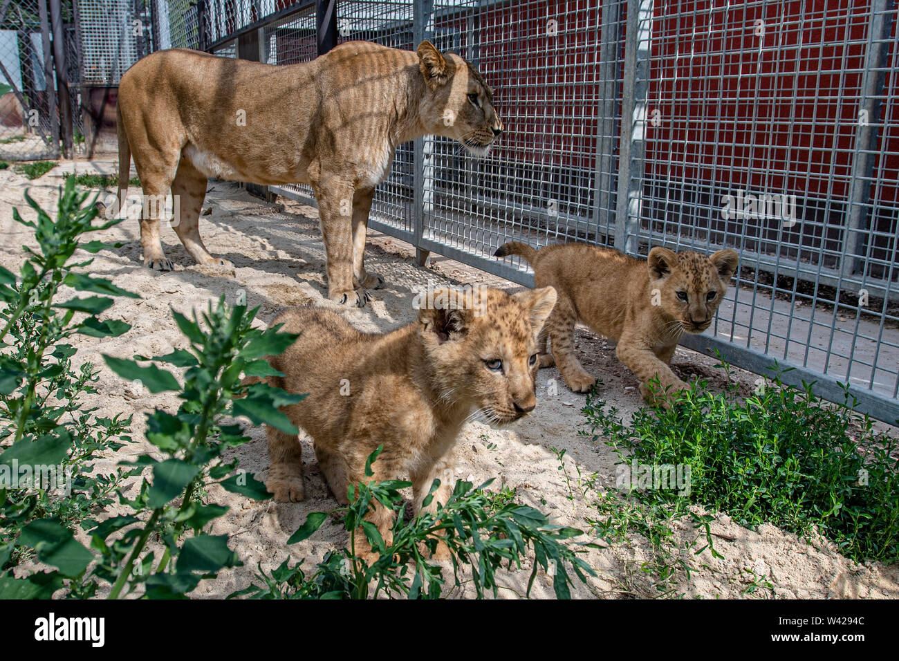 Dvur Kralove nad Labem Zoo, Repubblica Ceca. 19 Luglio, 2019. La Barberia lion cubs, nato il 10 maggio, sotto la supervisione della loro madre Khalila, esplorare il loro involucro esterno in Dvur Kralove nad Labem Zoo, Repubblica Ceca, Venerdì 19 Luglio, 2019. Questa sottospecie di leone che si estinse nel selvaggio nel 1922. (CTK foto/David Tanecek) Credito: CTK/Alamy Live News Foto Stock