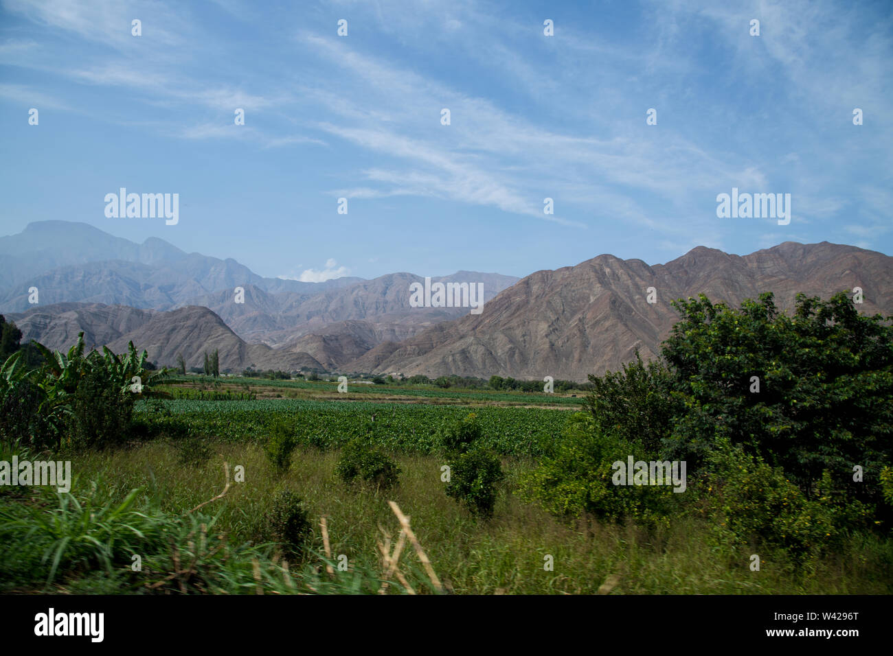 Huamachuco a Cajamarca,Nord del Perù Highlands,fioritura pendii,Perù,America del Sud Foto Stock