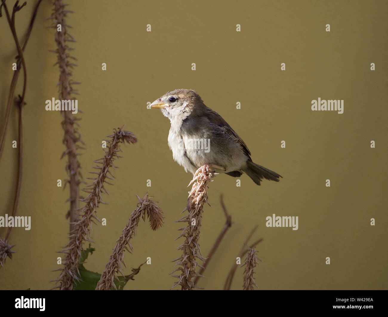 Giovani passer domesticus appoggiato su di un ramo di secche aloe vera fiore Foto Stock