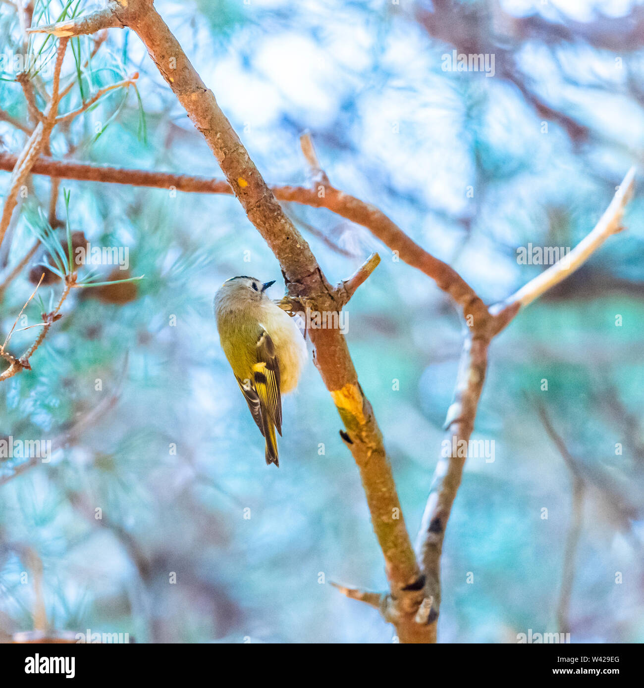 Goldcrest nella luce dorata, appollaiato verticalmente su un ramo sottile con soft aqua sfondo Foto Stock