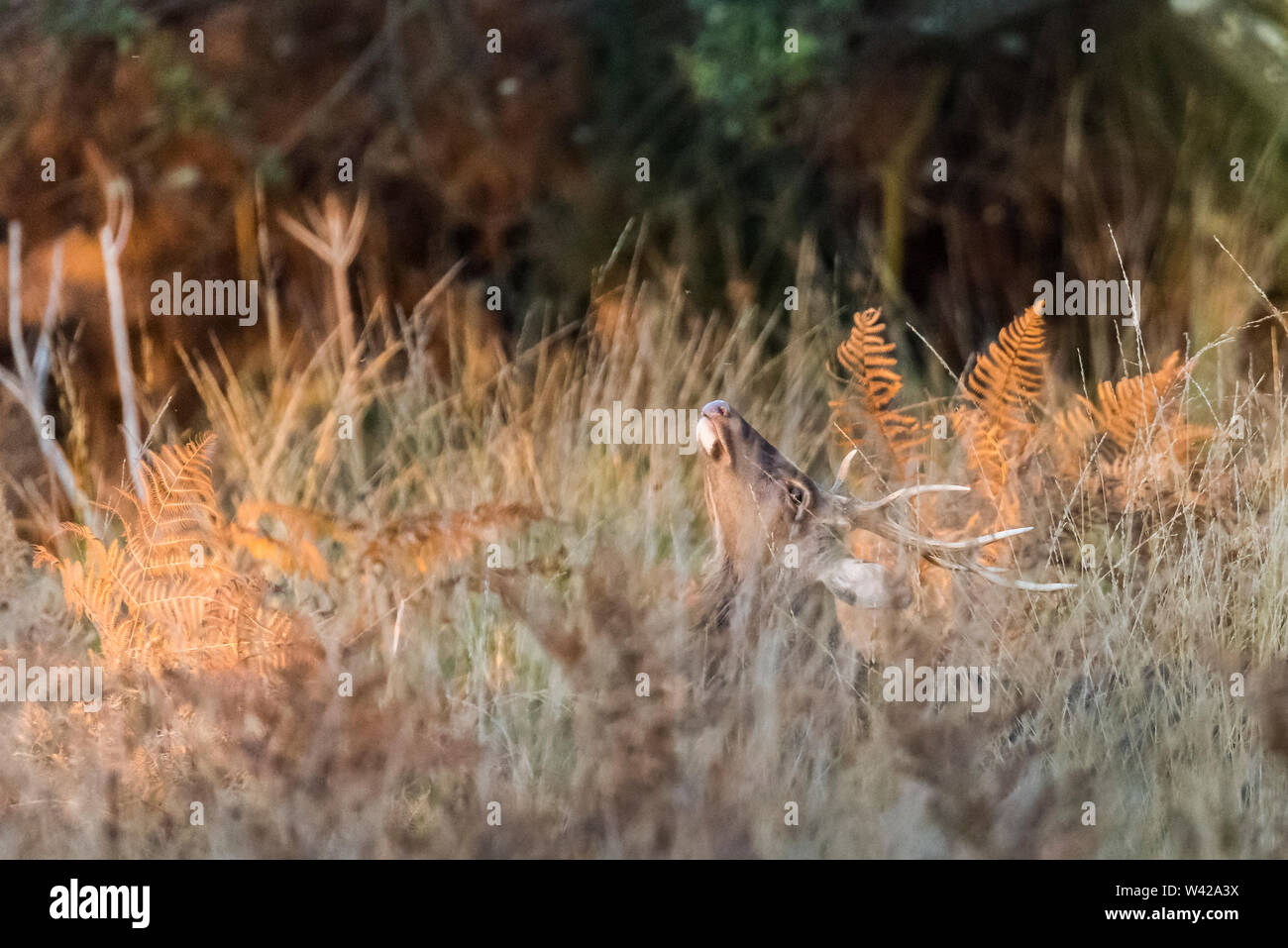 Cervi Sika stag nascosto nel sottobosco, testa indietro, grandi corna. Foto Stock