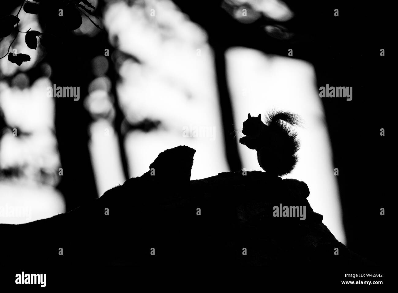 Lo scoiattolo seduto su un registro, mangiando un dado in silhouette completo Foto Stock
