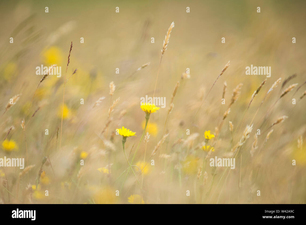 Erbe selvatiche e fiori di colore giallo morbido colori verde e giallo con una profondità di campo ridotta. Foto Stock