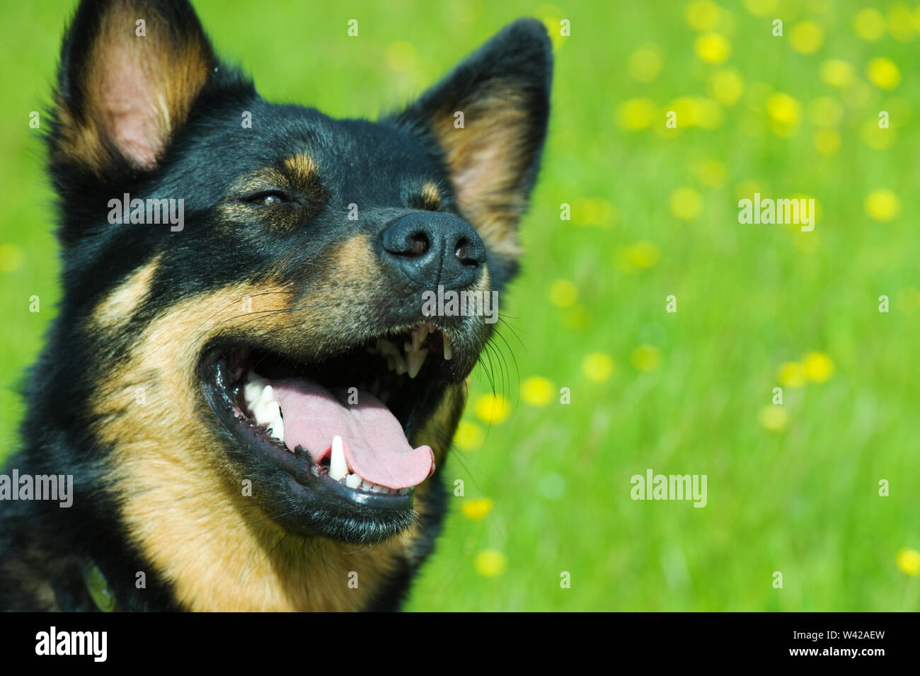 Ritratto di un Lapponia renne cane noto anche come Lapponian Herder Foto Stock