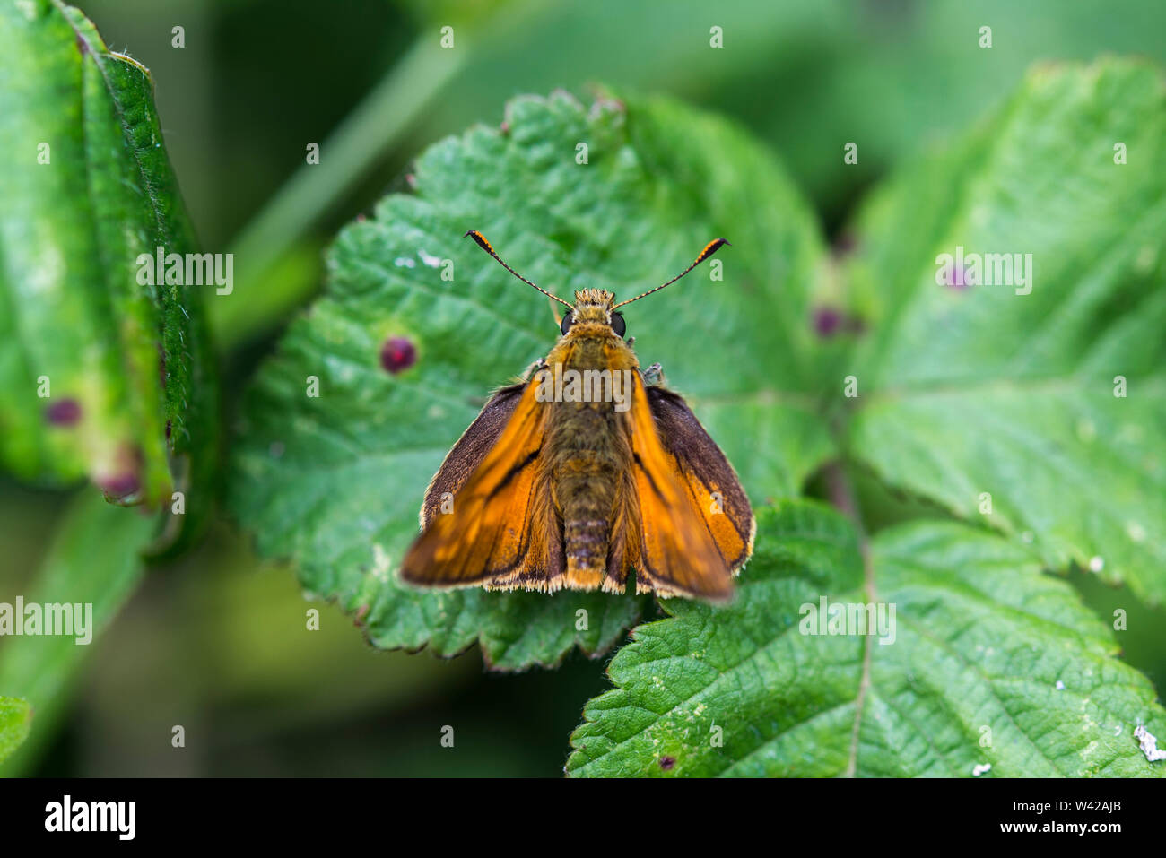 Piccola Skipper/Thymelicus sylvestris ali aperte sul Rovo foglie, vicino. Foto Stock