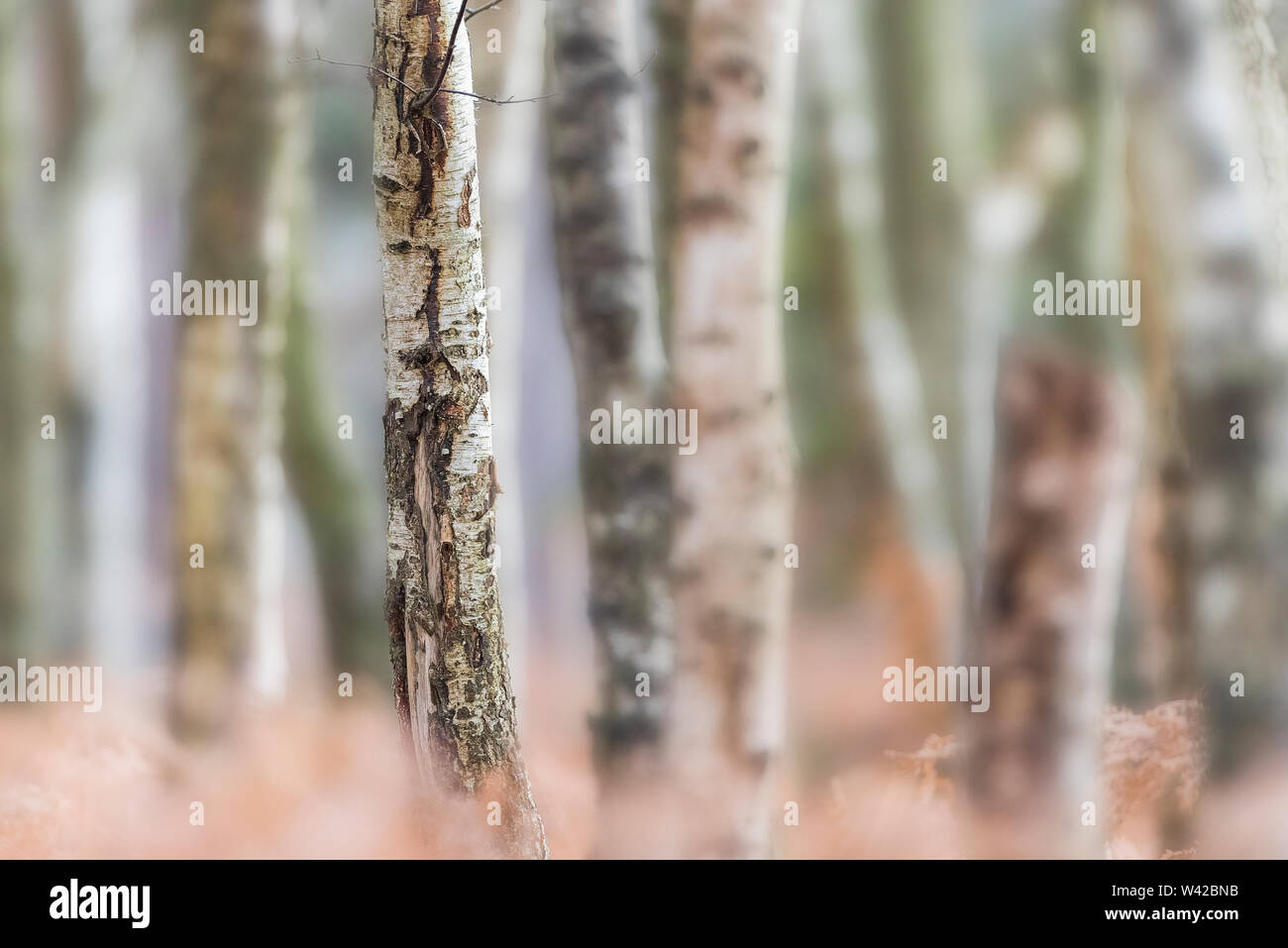 La Betulla tronchi di alberi in inverno con morendo bracken. Profondità di campo e lo spazio negativo Foto Stock