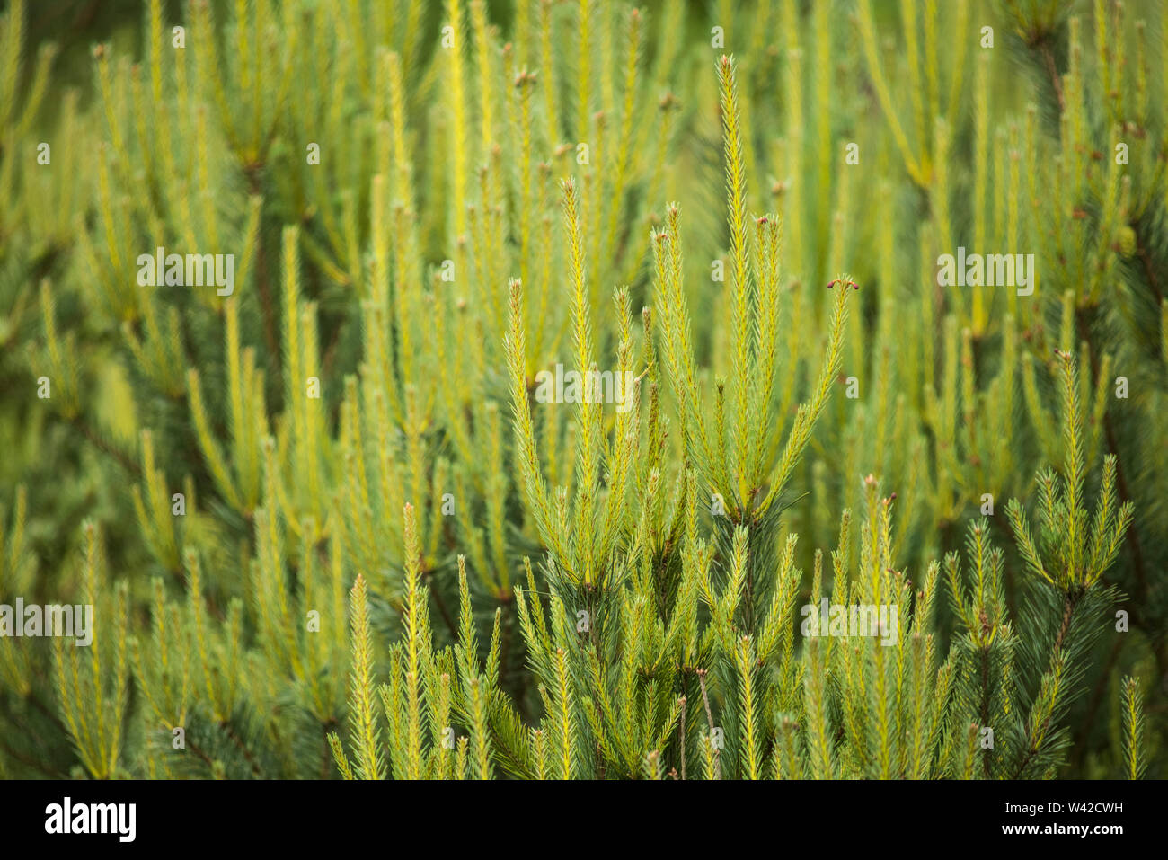 Freschi germogli verdi di giovani conifere Foto Stock