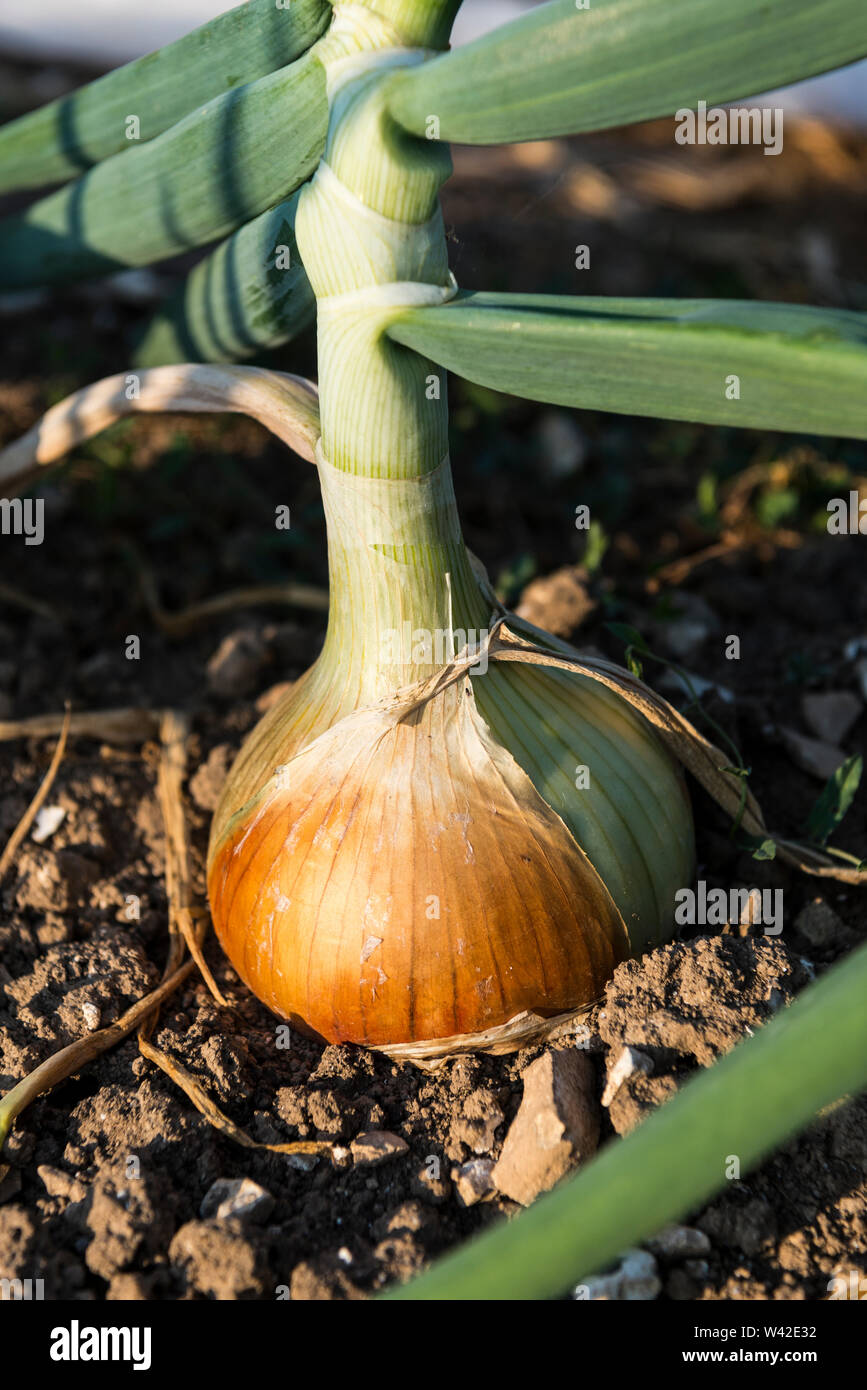 Close up di matura onion cresce in terriccio scuro. Foto Stock