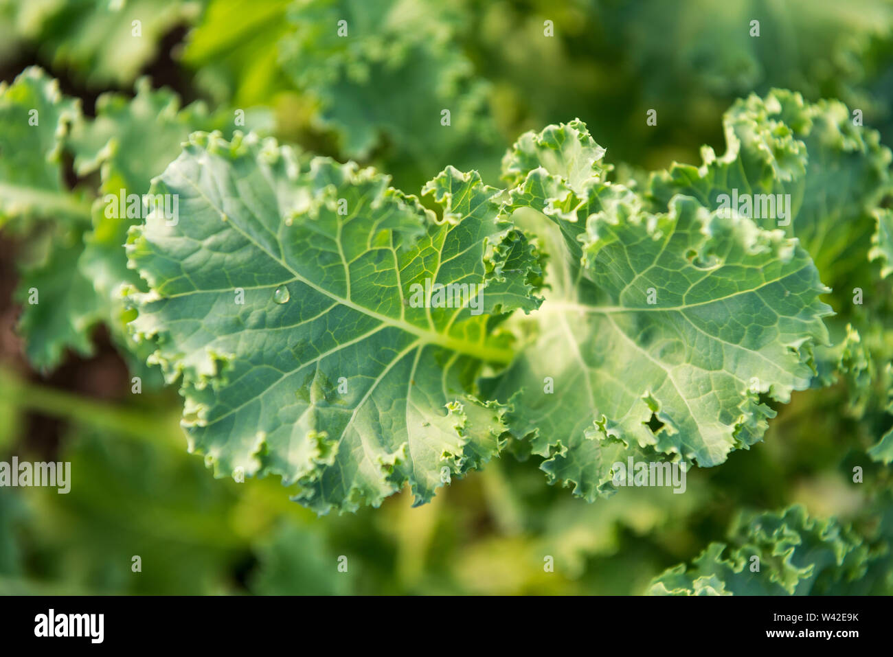 Sovraccarico di giovani foglie di cavolo riccio sulla pianta nella luce calda del sole. Foto Stock