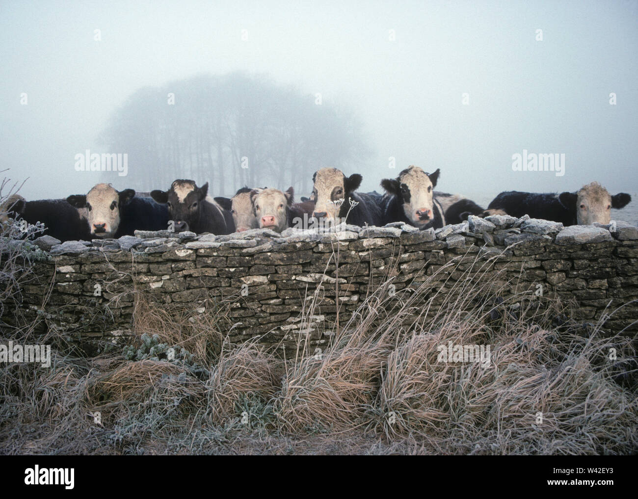 In inverno la valle Avening, Glos, Regno Unito Foto Stock