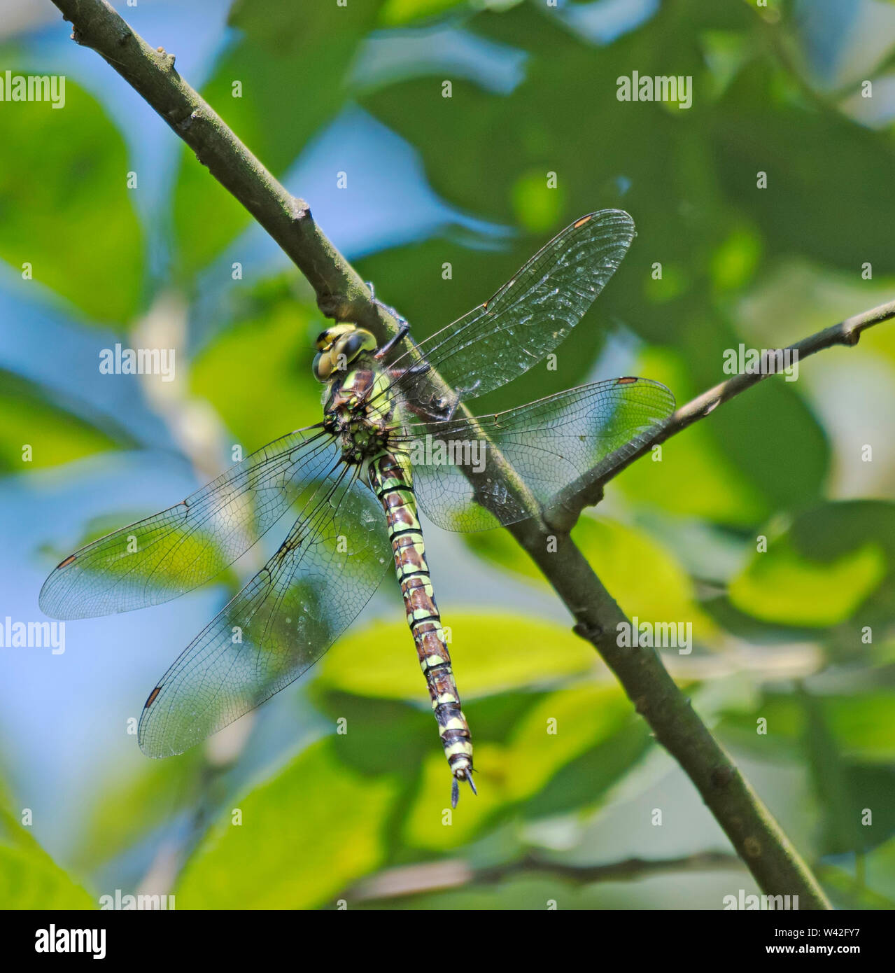 Libellula, Southern, Hawker, Aeshna cyanea, Foto Stock