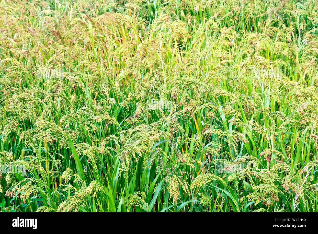 Miglio di maturazione spikelets di miglio sullo sfondo di foglie verdi e di erba Foto Stock