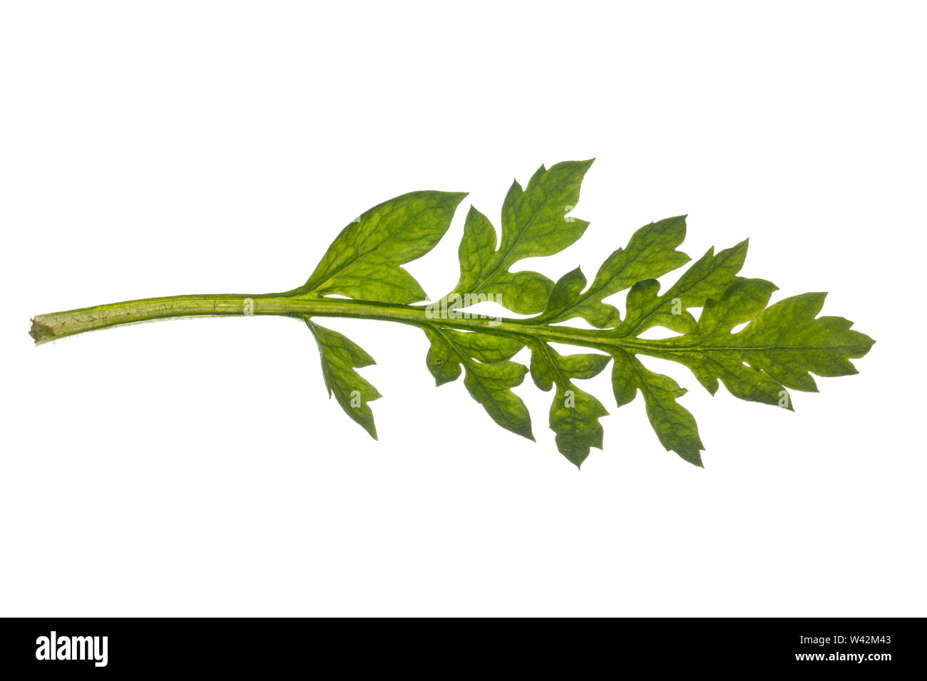 Klatsch-Mohn, Klatschmohn, Mohnblume, Klatschrose, Mohn, Papaver rhoeas, mais papavero, campo di papavero, comune papavero, rosa di mais, Fiandre, papavero rosso papavero, Foto Stock