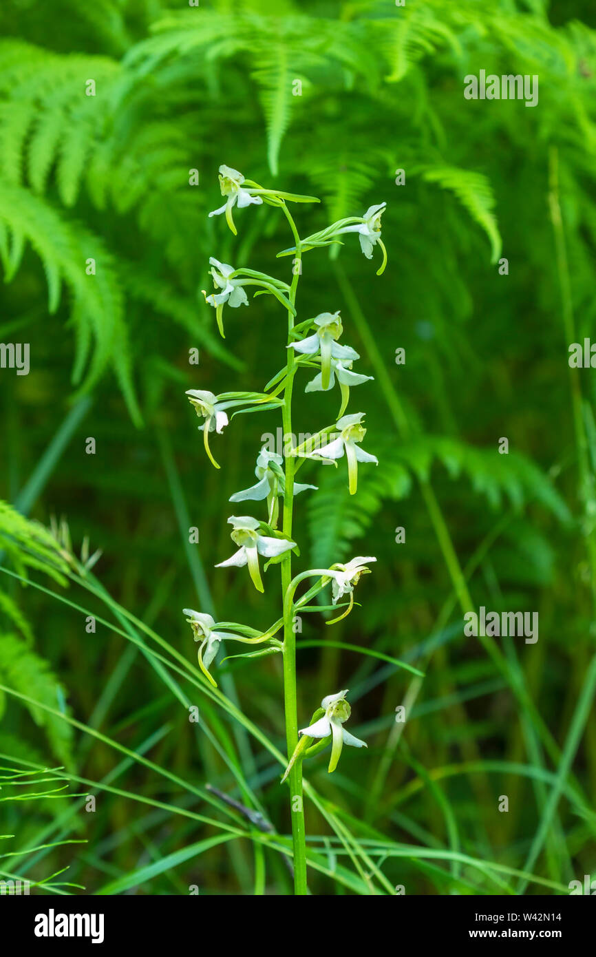 Maggiore butterfly orchid con fiori Foto Stock