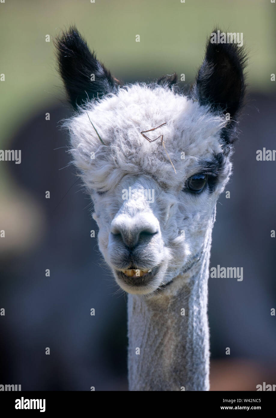 Walsleben, Germania. 19 giugno 2019. Alpaca stand in un vasto recinto di un allevatore. Nel nord del Land di Brandeburgo, un azienda di famiglia razze animali, che in realtà provengono dalle Ande ed elabora la lana in piumino o filati nella propria manifattura. Credito: Jens Büttner/dpa-Zentralbild/dpa/Alamy Live News Foto Stock