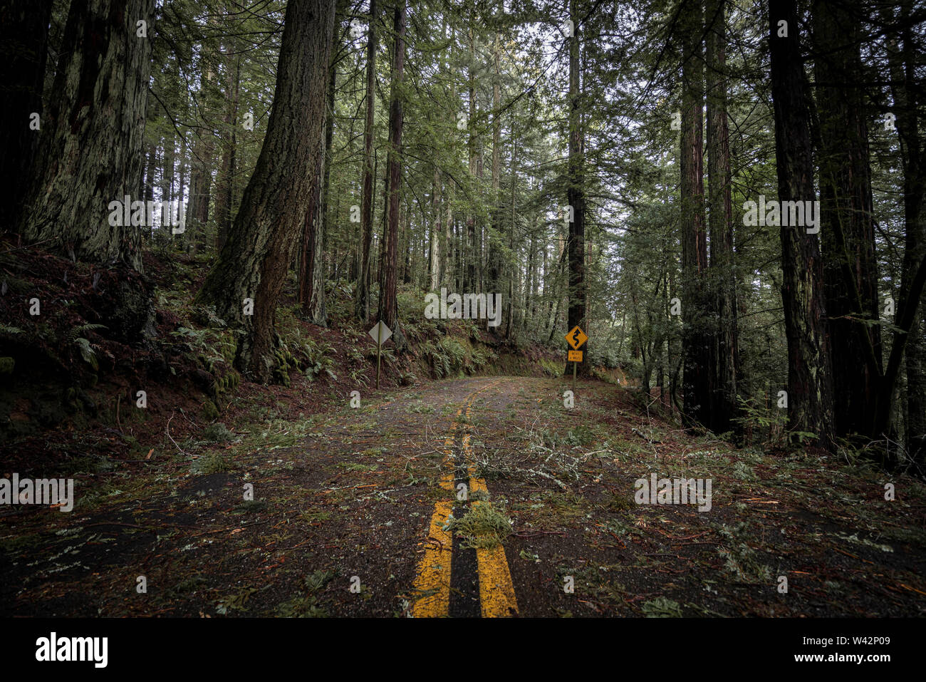 Strada vuota in una foresta coperta in rami dopo una tempesta Foto Stock