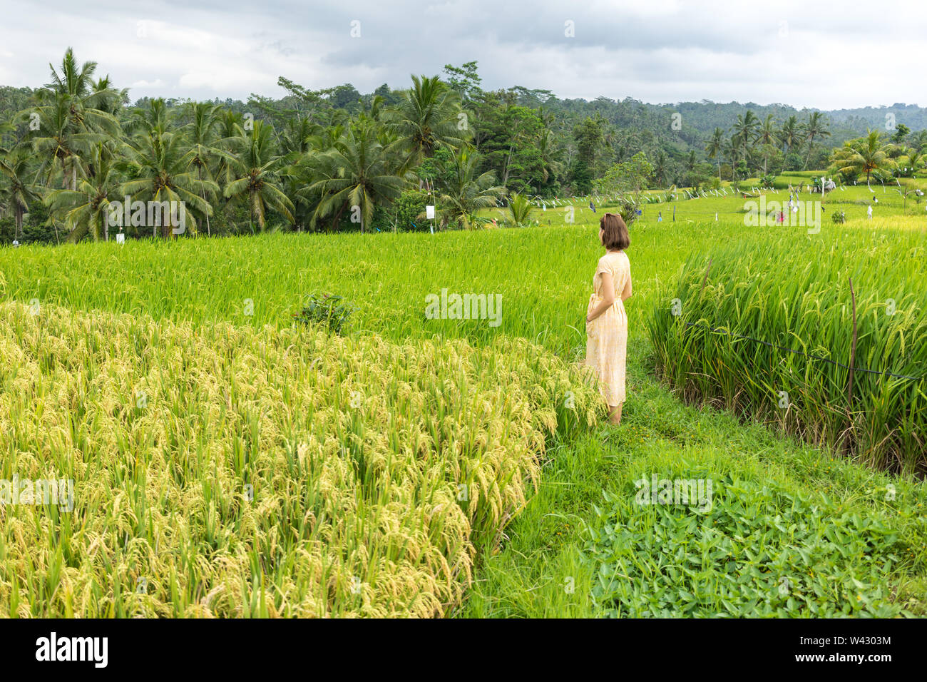 Giovane donna in abito luminoso a piedi attraverso i campi di riso Foto Stock