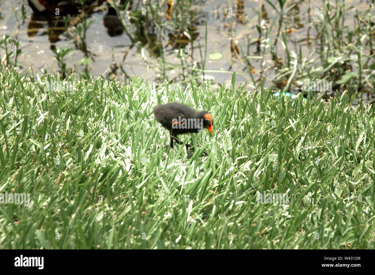 Baby moorhen nell'erba a bordo lago Foto Stock